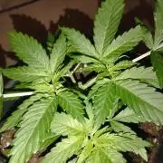 Cookies Haze - Kannabia