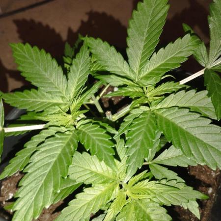 Cookies Haze - Kannabia