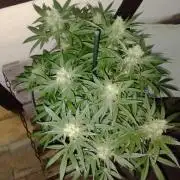 FBP - Dutch Passion