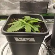 White Widow -Kera Seeds