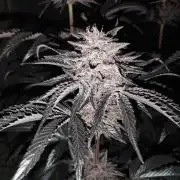 Fruit Tartare - SSSC