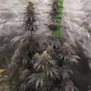 Bruce Lemon Diesel - SSSC