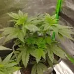 Bruce Lemon Diesel - SSSC