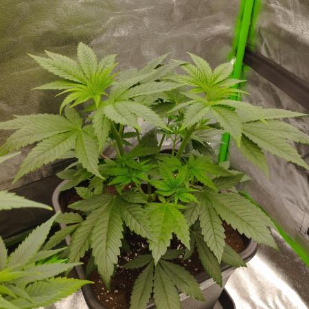 Bruce Lemon Diesel - SSSC