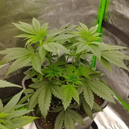 Bruce Lemon Diesel - SSSC