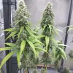 Purple Mango Kush - Delicious Seeds