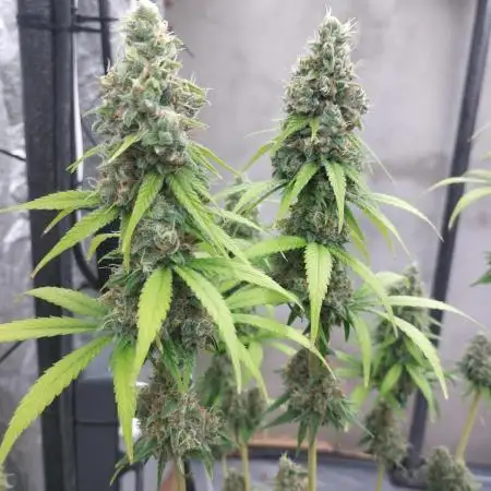 Purple Mango Kush - Delicious Seeds