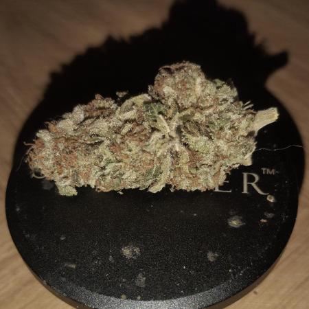 A1 (tester) - Dutch Passion