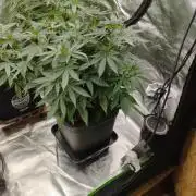 Cookies Haze - Kannabia