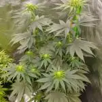 Bruce Lemon Diesel - SSSC