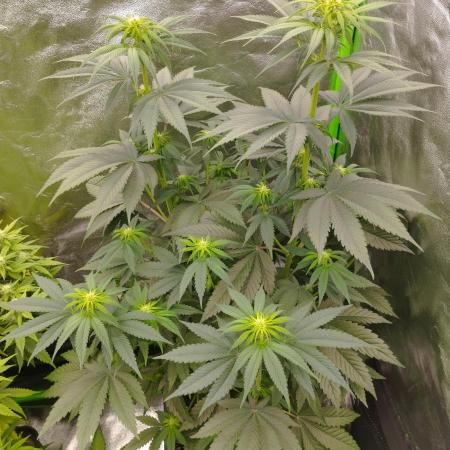Bruce Lemon Diesel - SSSC