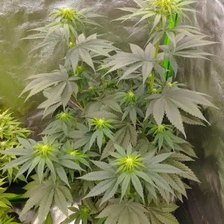 Bruce Lemon Diesel - SSSC