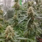Cookies Haze - Kannabia