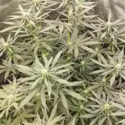 Cookies Haze - Kannabia