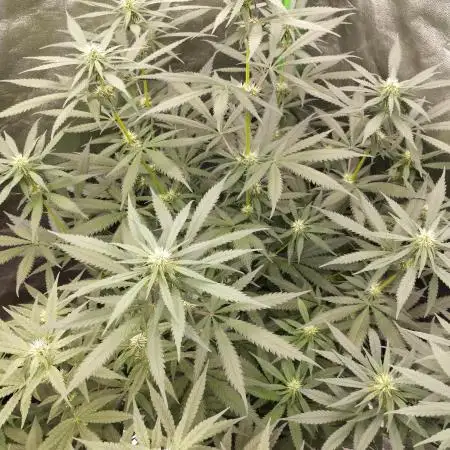 Cookies Haze - Kannabia