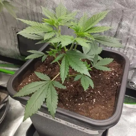 Bruce Lemon Diesel - SSSC