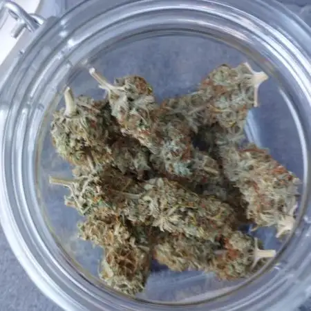 Purple Mango Kush - Delicious Seeds
