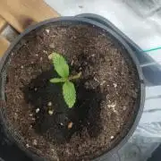 White Widow -Kera Seeds