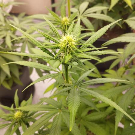 Purple Mango Kush - Delicious Seeds