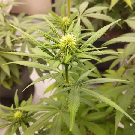 Purple Mango Kush - Delicious Seeds
