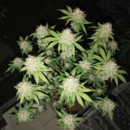 Fast Version A - Dutch Passion/SSSC