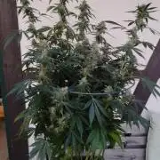 PMK (tester) - Dutch Passion