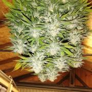 White Widow -Kera Seeds