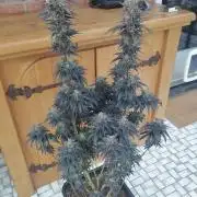 Bruce Lemon Diesel - SSSC