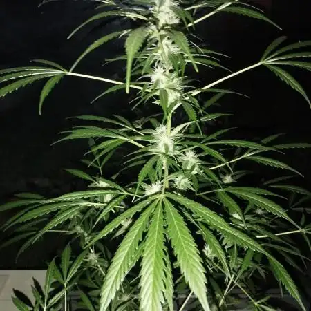 Auto Black Opium - Divine Seeds