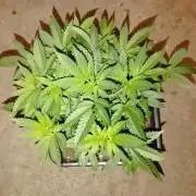 PMK (tester) - Dutch Passion