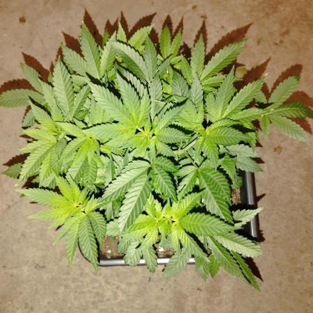 PMK (tester) - Dutch Passion
