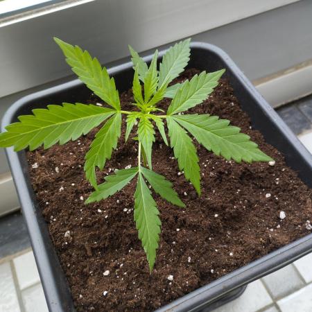 Auto Black Opium - Divine Seeds
