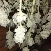 A1 (tester) - Dutch Passion