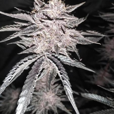 Sour Fruit Tartare - Dutch Passion