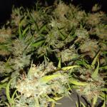 Gorilla Cookies Auto / Fast Buds