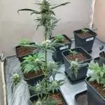 Mix Pack Auto / Fast Buds 