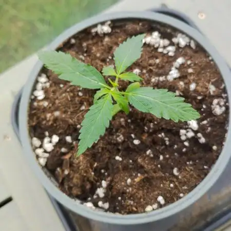 Auto Black Opium - Divine Seeds