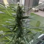 Auto Black Opium - Divine Seeds
