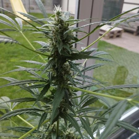 Auto Black Opium - Divine Seeds