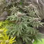 Fruit Tartare - SSSC