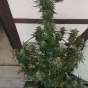 Apple Fritter - Kannabia