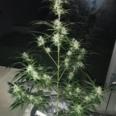 Auto Black Opium - Divine Seeds