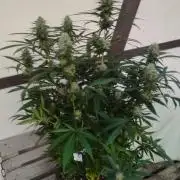 Cookies Haze - Kannabia