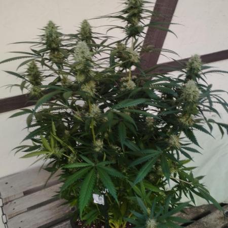 Cookies Haze - Kannabia