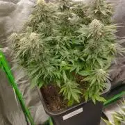 White Widow -Kera Seeds