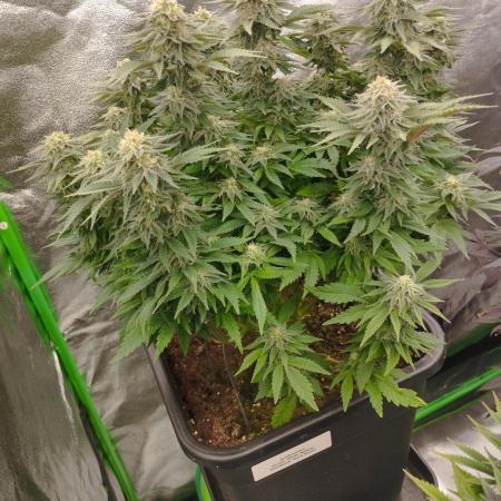 White Widow -Kera Seeds