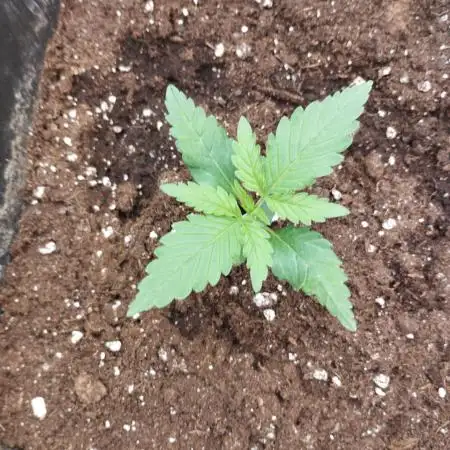 Bruce Lemon Diesel - SSSC