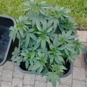 PMK (tester) - Dutch Passion