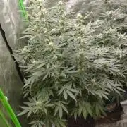 PMK (tester) - Dutch Passion