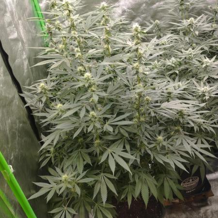 PMK (tester) - Dutch Passion